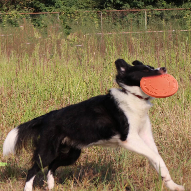 Disque volant en caoutchouc so - Flying Disc Dog Training Toy avis et prix